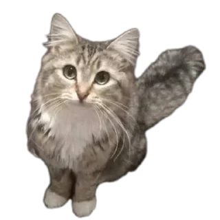 🐱 emoji Стрипси Telegram sticker 23 of 46