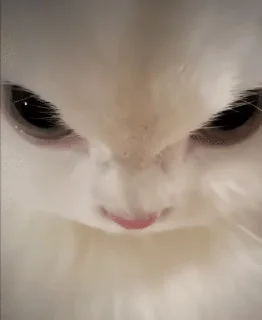Sticker from Meow Memes