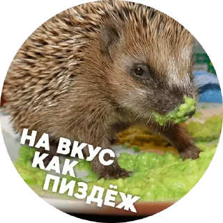 Sticker from CoC продажа