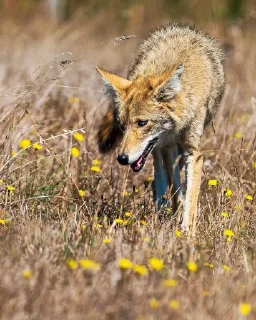 Sticker from Coyote World