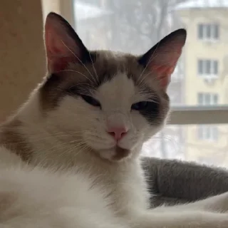 Sticker from СберМаркет 💚 Питомцы