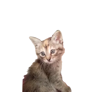 Sticker from Мої тварини. Мои петомцы: @fStikBot