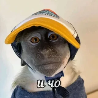 🌟 emoji Алиса лучшая Telegram sticker 16 of 38