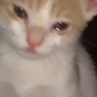 😢 emoji автор тошечка, тоха лучший Telegram sticker 1 of 31