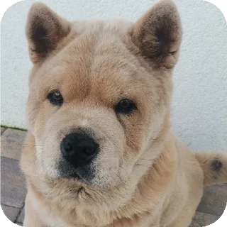 🐶 emoji Lada love 124 Telegram sticker 7 of 22