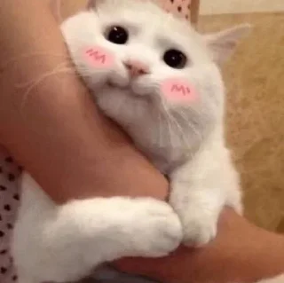 😊 emoji Кисëши^^ Telegram sticker 10 of 67