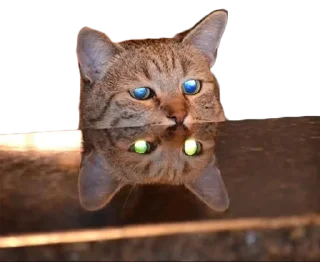 Sticker from мемы для славян.
