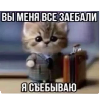 🐱 emoji вхажеъдувпав Telegram sticker 15 of 25