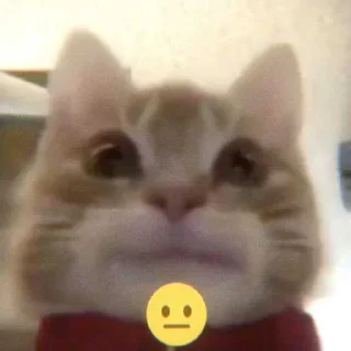 😐 emoji kittens '' @a13ksj Telegram sticker 22 of 55