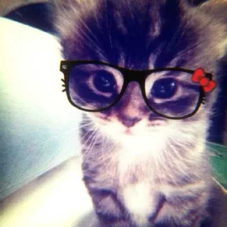 😎 emoji kittens '' @a13ksj Telegram sticker 12 of 55