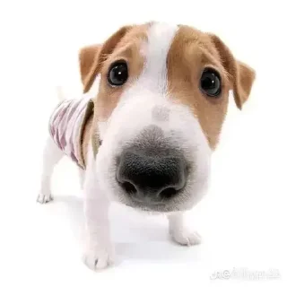 Sticker from dogs