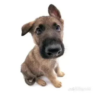 Sticker from dogs