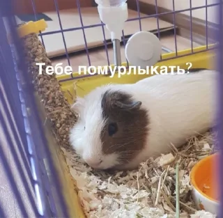 Sticker from Порося