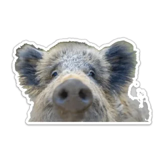 👀 emoji сус скрофы Telegram sticker 15 of 18