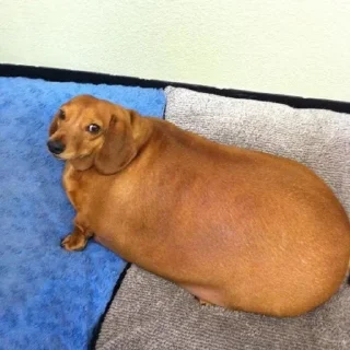 Sticker from dachshund