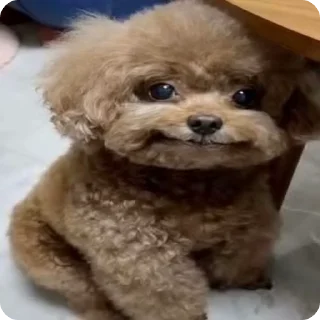 🌟 emoji кфмлка навернула помоев ч2 Telegram sticker 21 of 61