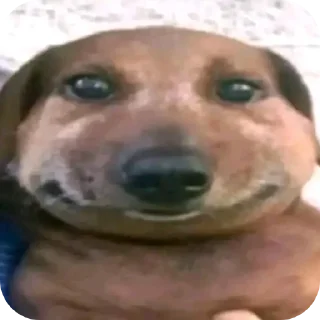 🐶 emoji Я Еврей Telegram sticker 23 of 63