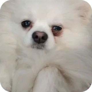 🐶 emoji Набор Telegram sticker 11 of 92