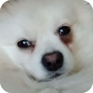 🐶 emoji Набор Telegram sticker 13 of 92