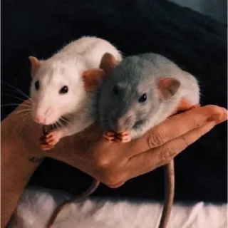 🐀 emoji мемы Telegram sticker 9 of 117