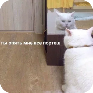 Sticker from Мемчики про котов