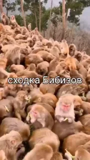 Sticker from Бибизяны гиф
