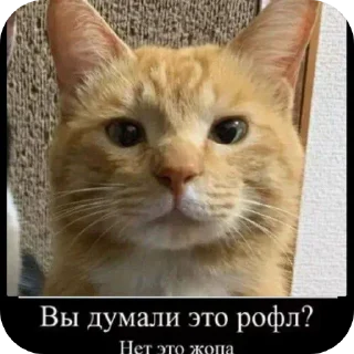 🐱 emoji Емайо стикер пак @Herlleycik и @Emae911 Telegram sticker 20 of 23