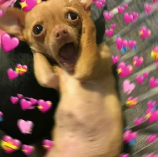💞 emoji Собаки Telegram sticker 15 of 18