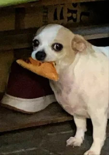 🥺 emoji Собаки Telegram sticker 18 of 18