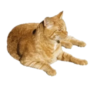🐱 emoji summer @plusikradom Telegram sticker 11 of 30