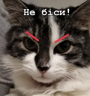 😡 emoji Нана🐈‍⬛️💗 Telegram sticker 15 of 32