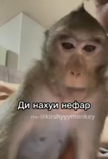 😅 emoji Ярик бибизяна ➡️ @Ctikerubot Telegram sticker 18 of 50