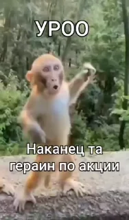 😎 emoji Ярик бибизяна ➡️ @Ctikerubot Telegram sticker 8 of 50