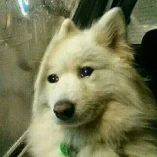 ☹ emoji плюшкин пак епты Telegram sticker 24 of 63