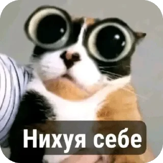 Sticker from отказано
