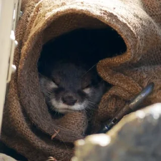 😴 emoji выдр ЫЫ Telegram sticker 8 of 45