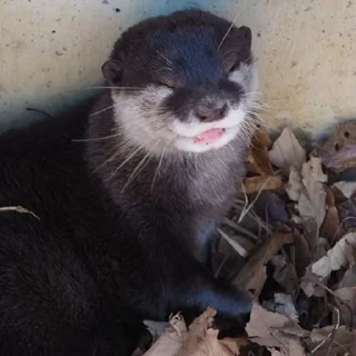 😝 emoji выдр ЫЫ Telegram sticker 16 of 45