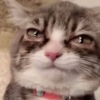 😭 emoji Пак від @memymoimemy Telegram sticker 10 of 65