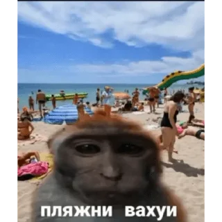 🐵 emoji Вахуи > @bibizyankii Telegram sticker 8 of 50