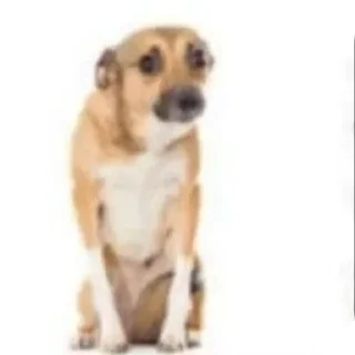 🐶 emoji Кто Telegram sticker 7 of 70