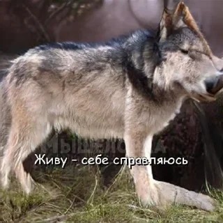 Sticker from нейросетевая философия