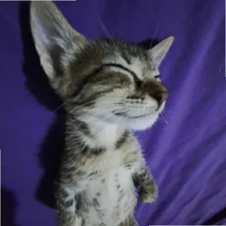 😄 emoji Котик Telegram sticker 8 of 10