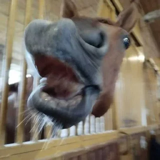 🙈 emoji Я чмо ебливое Telegram sticker 13 of 45
