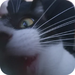 🐱 emoji МАКСУХА ФАРЫ!!! Telegram sticker 16 of 120