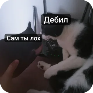 🐱 emoji МАКСУХА ФАРЫ!!! Telegram sticker 12 of 120