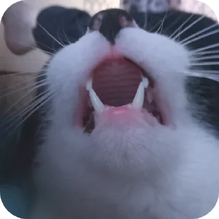 🐱 emoji МАКСУХА ФАРЫ!!! Telegram sticker 15 of 120