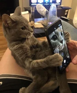 🤳 emoji C A T S Telegram sticker 21 of 59