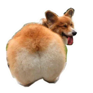 Sticker from Corgis @stickersb2b