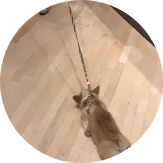 😌 emoji Корги😍 Telegram sticker 8 of 17
