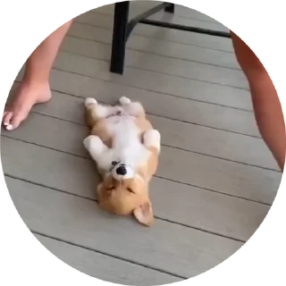 😴 emoji Корги😍 Telegram sticker 11 of 17